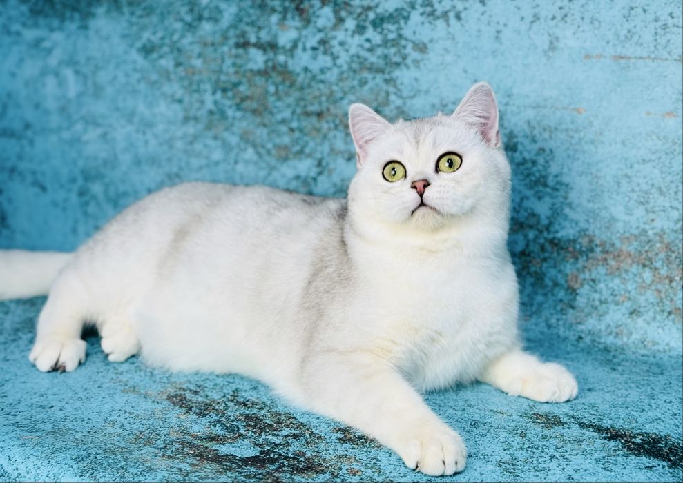 Шотландський котик срібна шиншила