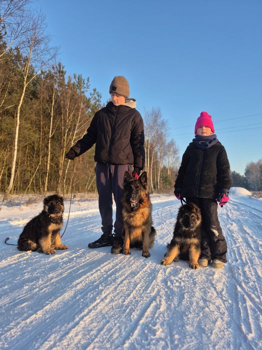 Owczarek NIemiecki Długowłosy
