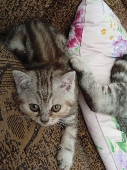 Продам шотландских котят