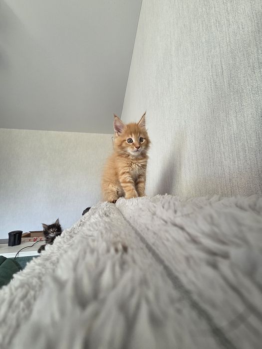 Хлопчик Мейн Кун