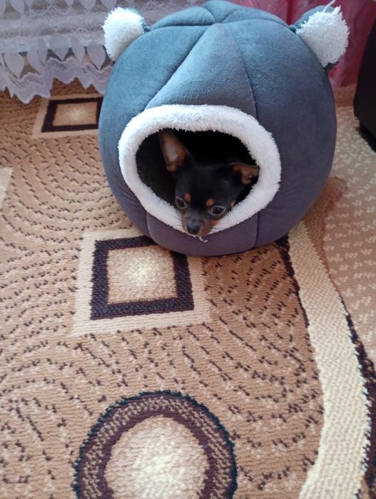 Продається собачка Чихуахуа.