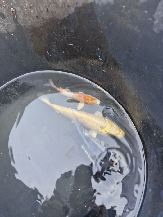 Narybek i kroczek amura