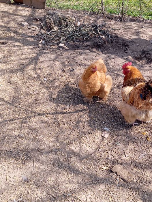 Sprzedam kury kochin olbrzymi