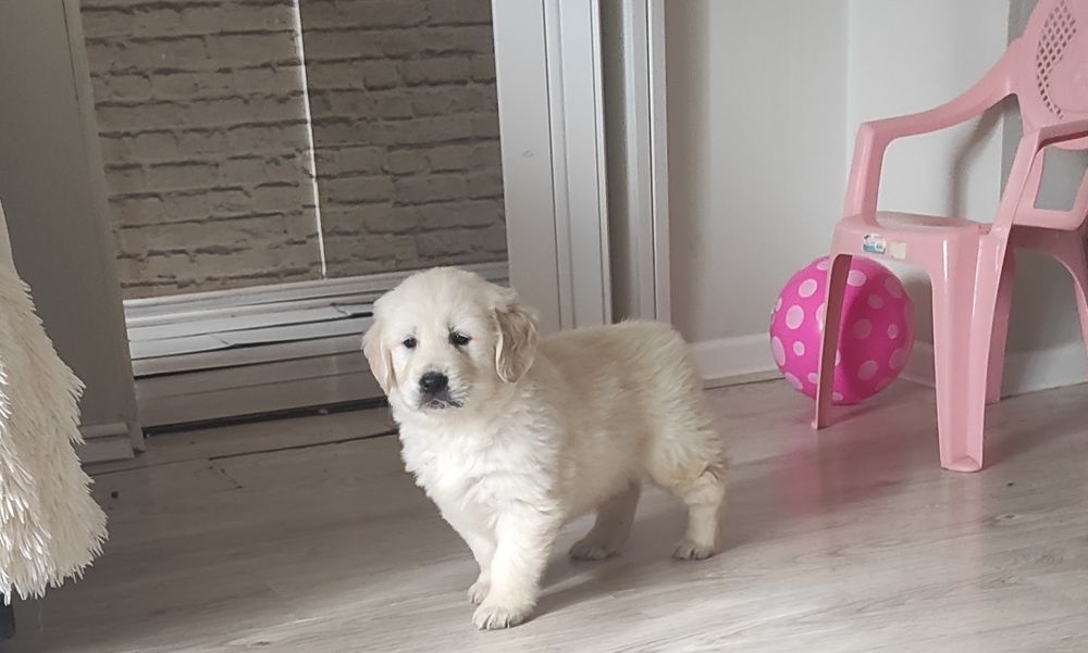 Golden retriever