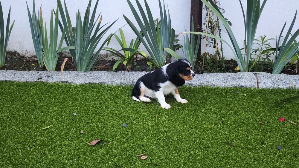 King Charles cavalier macho tricolor(país com lop)