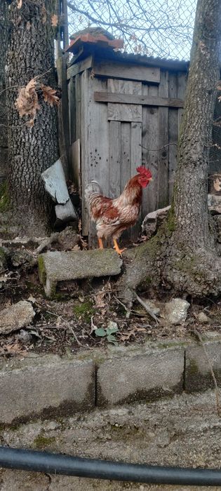 Galos várias raças 8€ por Kg