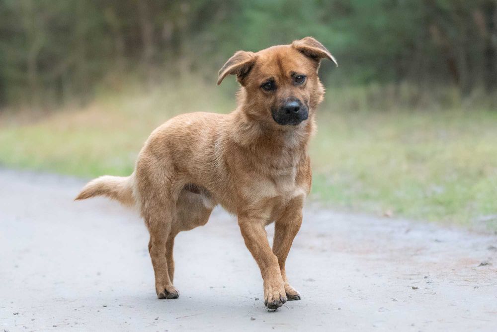Kortu: dworskie maniery, łagodny charakter