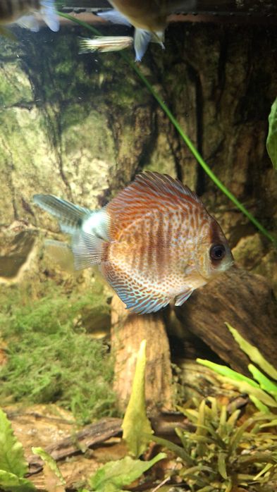 Ryby akwariowe młode