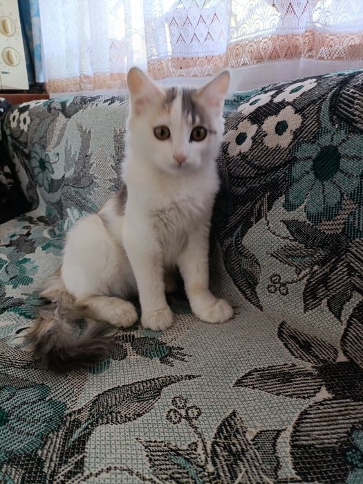 Подарю кошечку денежную бесплатно