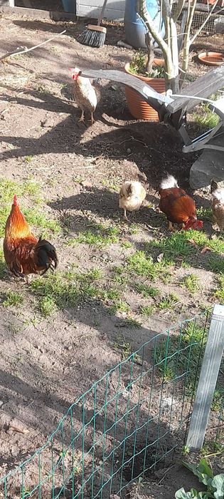 Aves adultas boas a por ovos