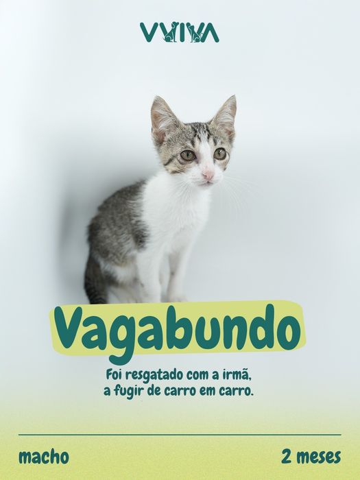 Para Adoção - Braga