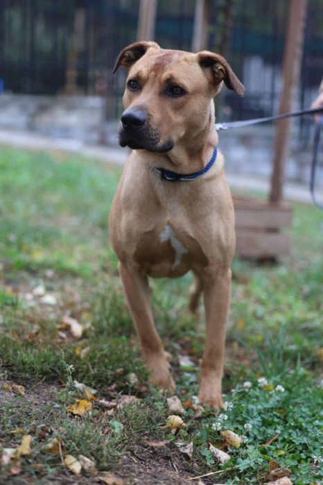 Piesek około 3 lata