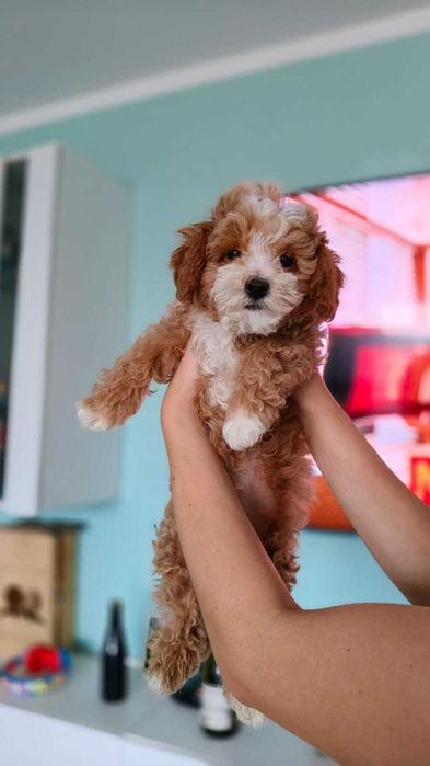 Chłopiec Maltipoo