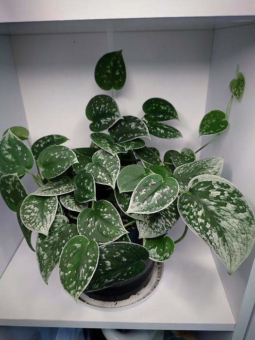 Эпипремнум Марбл Грин, Сциндаптус (Эпипремнум) Пиктус