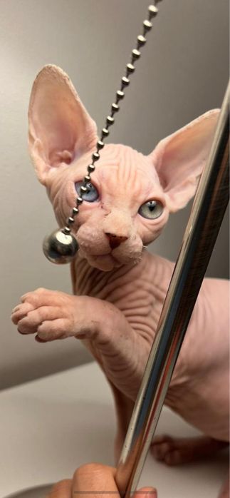 Canadian Sphynx disponivel