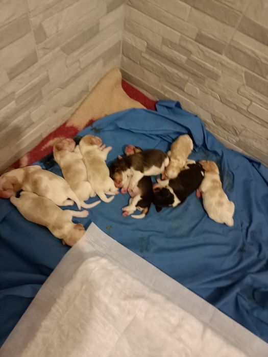 Шукаю дівчину  Бигль