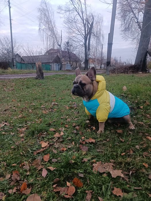 Мальчик вязка лиловогенный