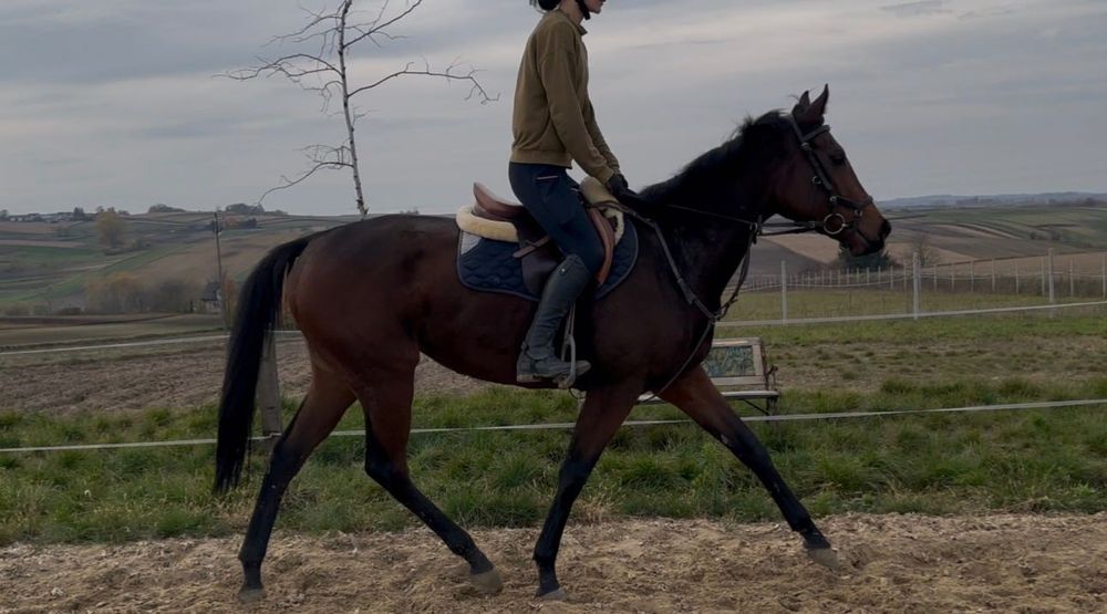 Na sprzedaż bardzo miła i przyszłościowa klacz!