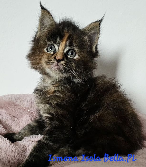 Kotka Maine Coon