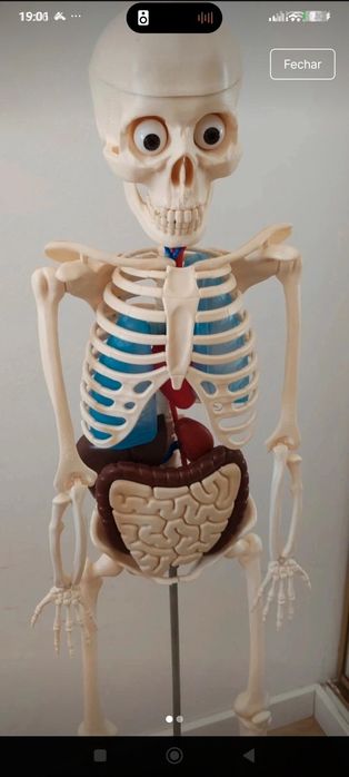 Esqueleto Corpo Humano