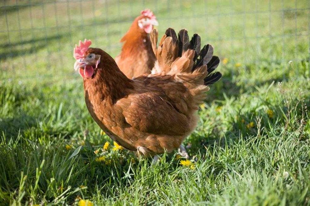 Kury kokoszki nioski Rosa brązowa odchowane na wybieg