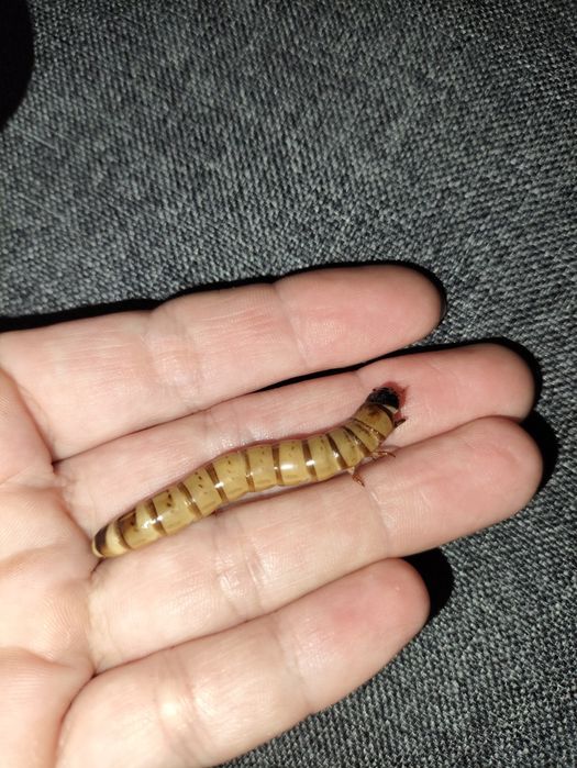 Крупный Зоофобас