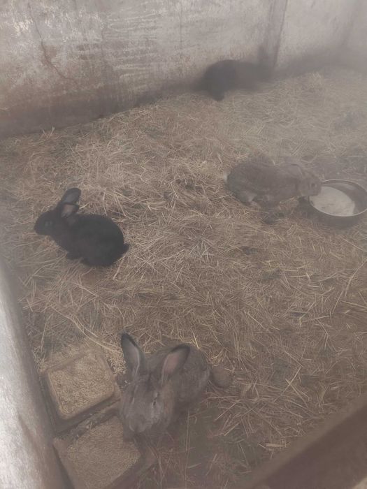 Króliki i Gryzonie
