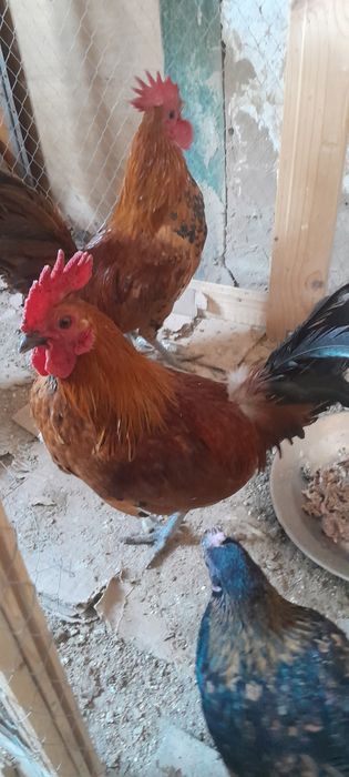 Продам півнів карликової декоративної породи курей.