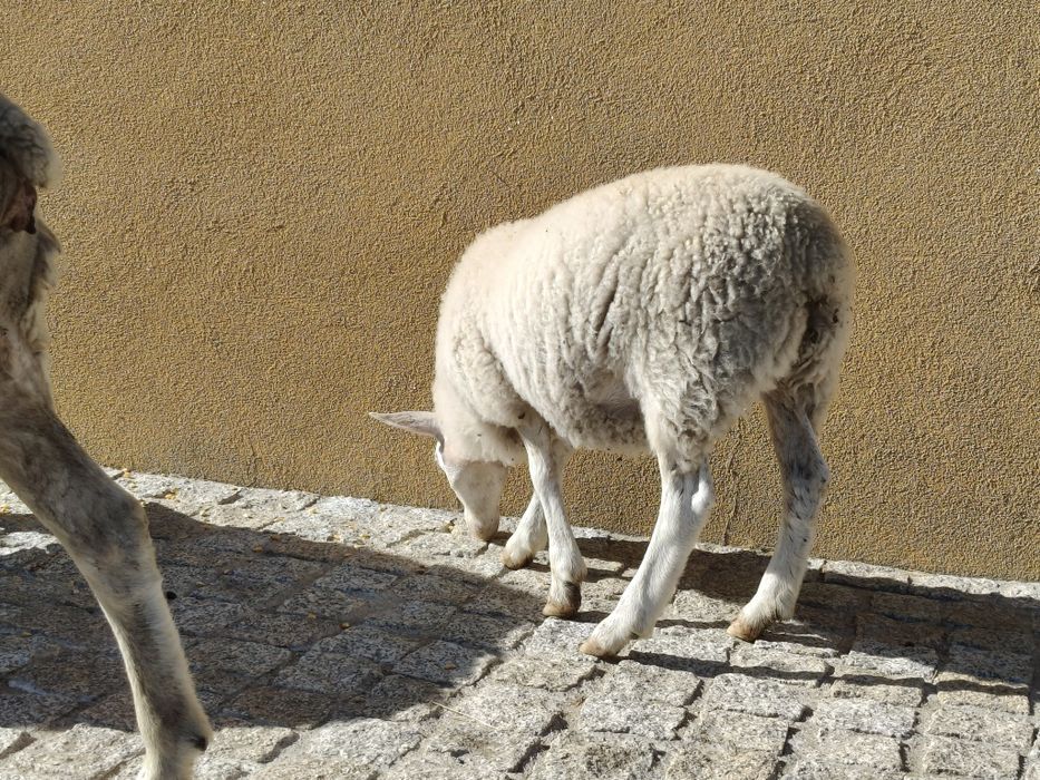 Casal de borregos