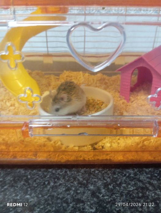 Hamsters para adoção