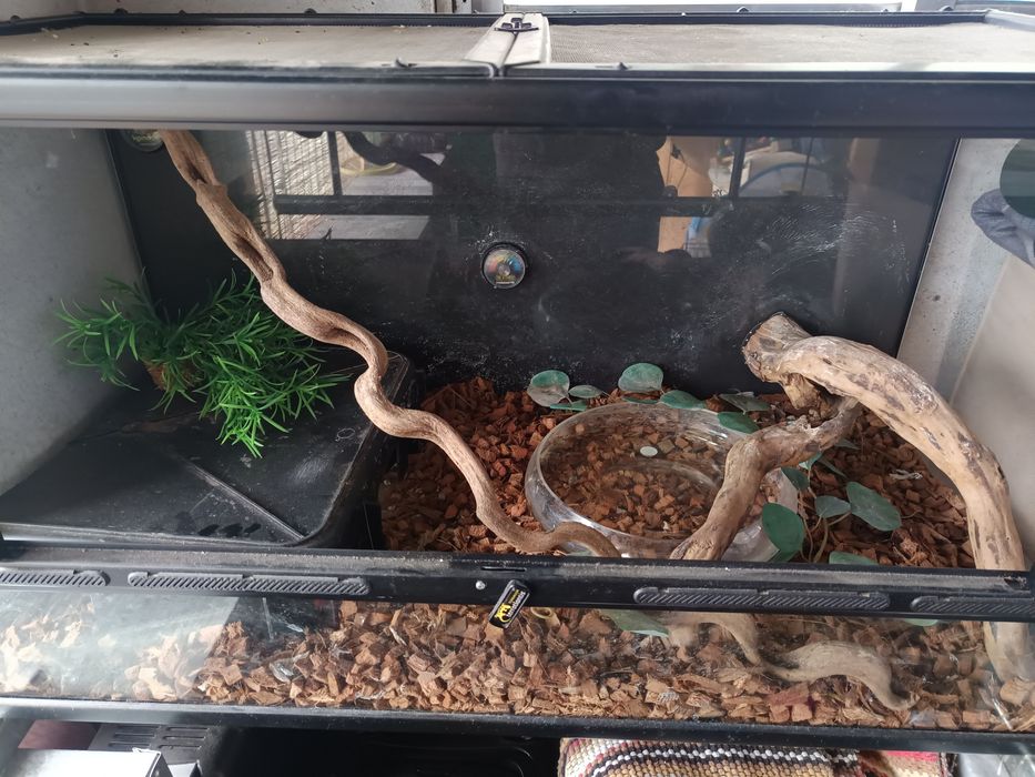 Terrário terratlantis