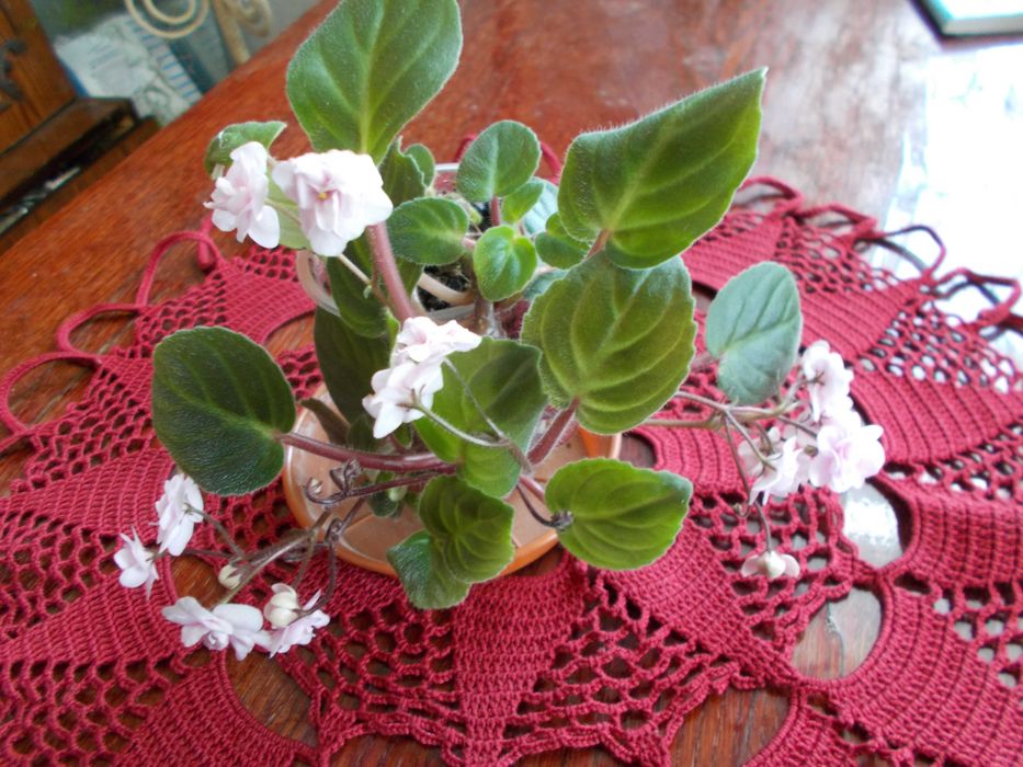 фиалки и мини фиалки более 40 сортов