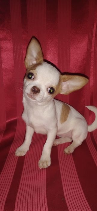 Дівчинка чихуахуа