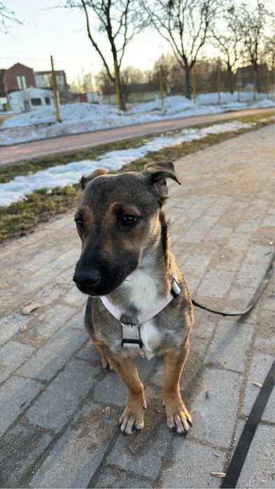 Zoja pilnie szuka domu