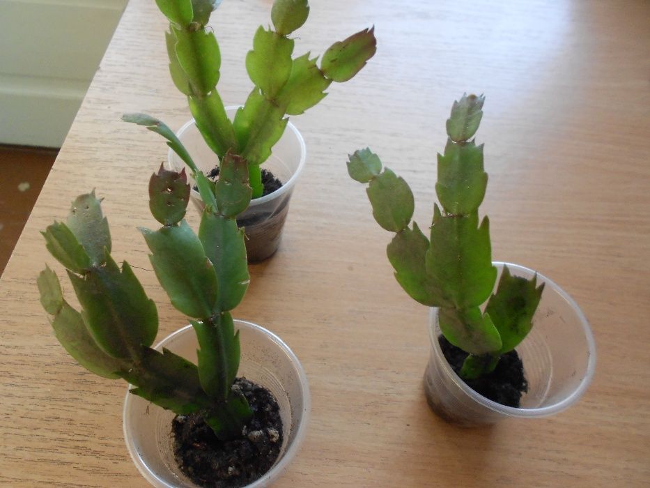 Детки рипсалидопсиса