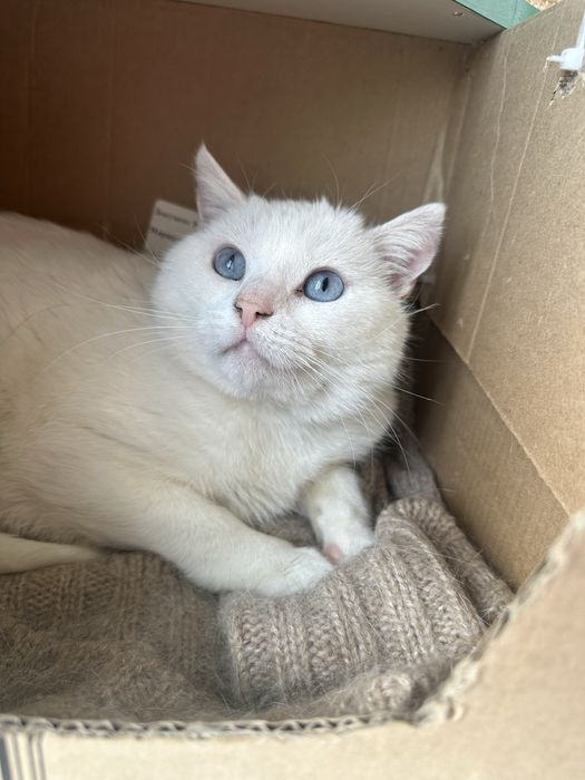 Котик в добрі руки