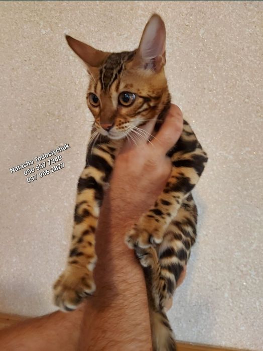 Бенгальські кошенята, офіційний розплідник