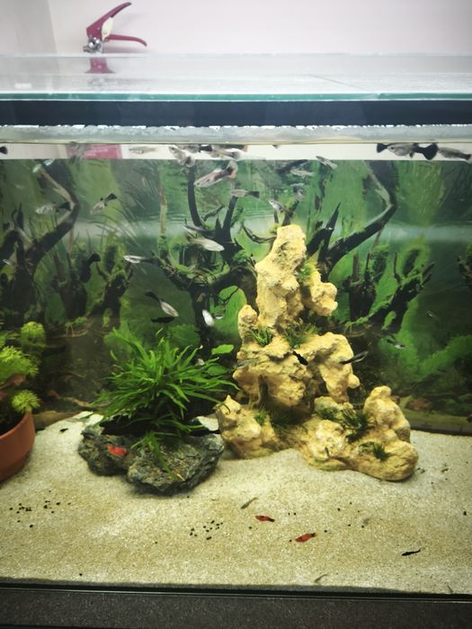 Peixe Ornamental  Guppy (Sortido)