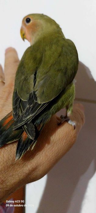 Agapone / agapornis domesticados