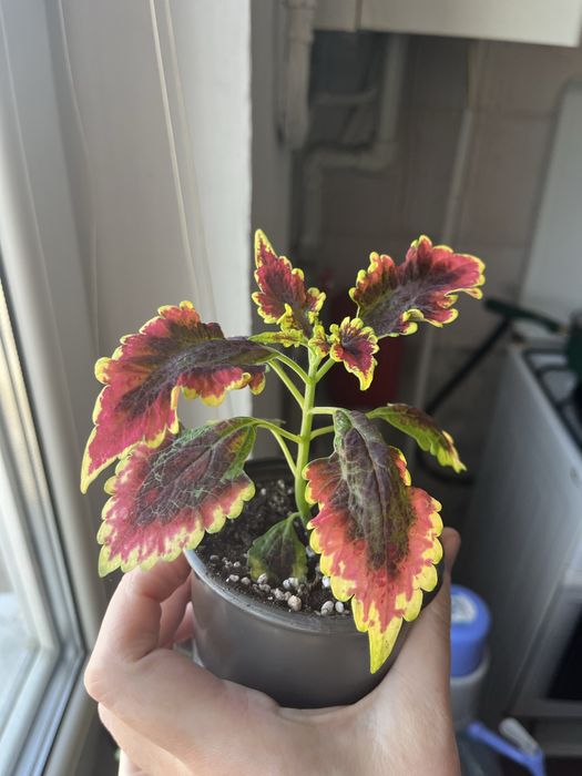 Колеуси. Гарно вкоріненні