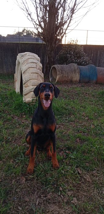 Macho procura namorada