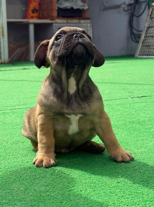 Bulldog francês macho fawn