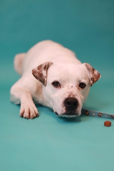 Krępy samiec w typie rasy szuka nowego domu,  adoptujesz go?