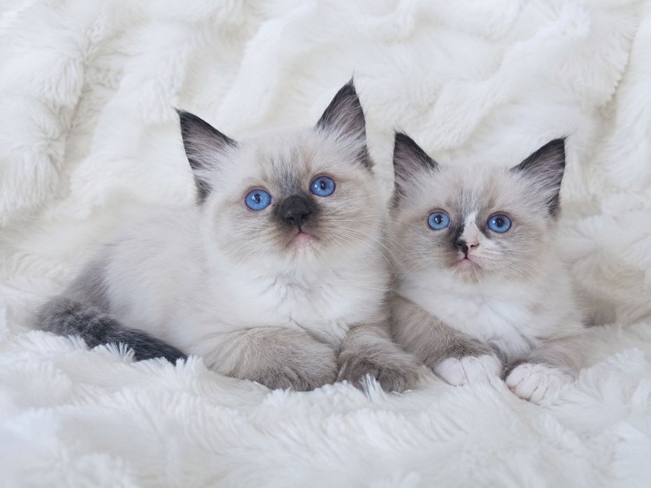 Ragdoll (Kocieta Ragdoll z rodowodem) gotowe do odbioru