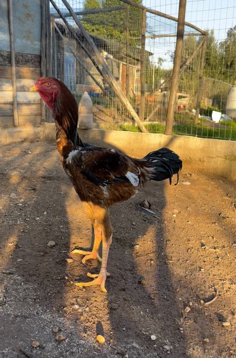 Indio Gigante - OVOS