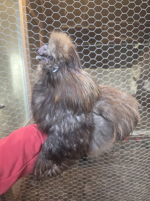 Kury rosy kury silki kury araukany naturalne ekologiczne kury