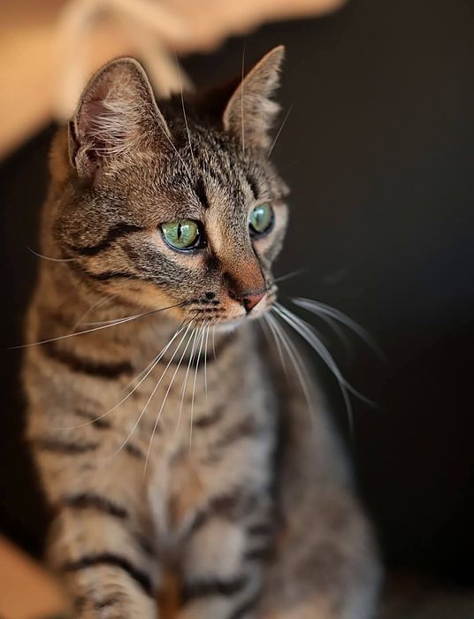 Gepardzice Kocie czekają na dom.