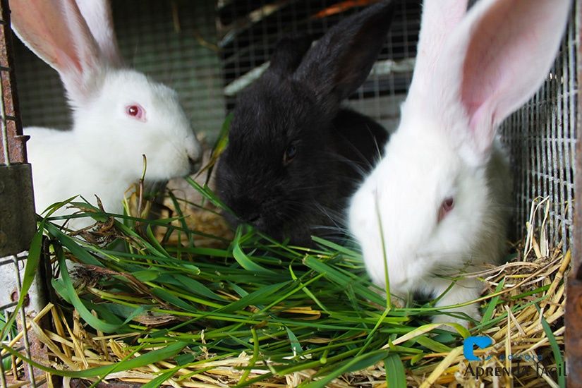 Coelhos caseiros para consumo ou para criação