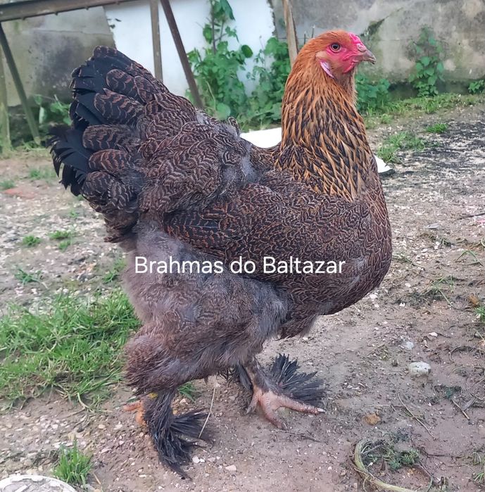 Brahmas Perdiz dourada e azul