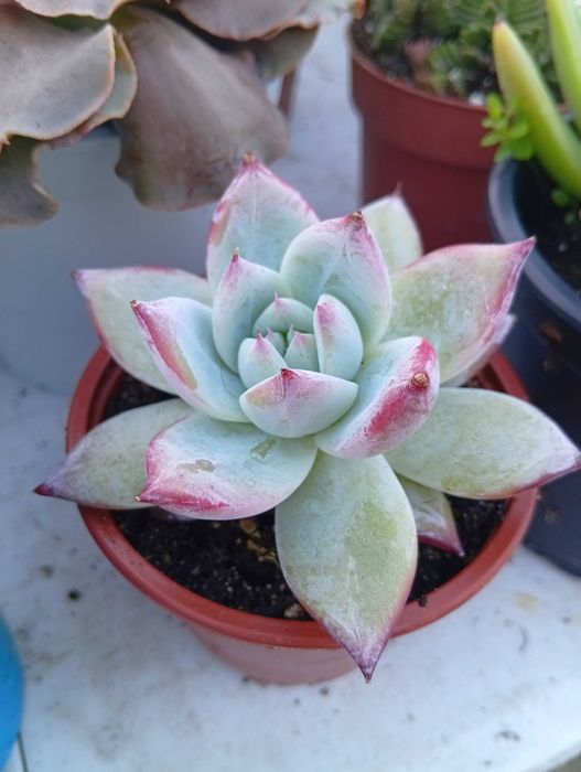 Suculentas várias espécies